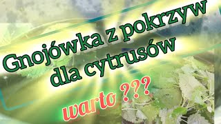 Gnojówka z pokrzywy - czy to dobry nawóz dla cytrusów?