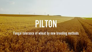 PILTON - Fungal tolerance of wheat by new breeding methods