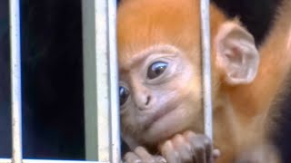 フランソワルトンの赤ちゃん 日本モンキーパーク（編集なし）François' langur baby