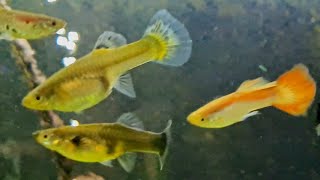 Guppies and Mollies fish tank. Livebearers aquarium How to keep tank full Of Guppy and Molly fish 4K