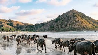 Mandalika I Lombok I Pantai Selong Belanak