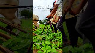 फक्त एक दिवस शेतकरी होऊन बघा👑🌿🌽 | soyabeen farm #shetkari #farmer