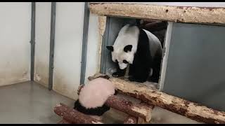 🐼Катюша, так не хочешь идти в вольер.. Я настаиваю 😁 Панда Дин Дин