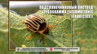 Подсолнечниковый листоед (Zygogramma exclamationis (Fabricius))