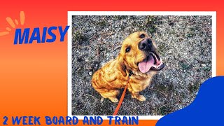 Golden Retriever, 1.5 y/o, “Maisy” | Amazing Golden Retriever Training | Off Leash K9 Spokane