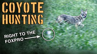 Coyote Hunting Tricks and Tactics