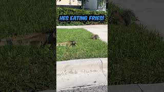 IGUANA & SQUIRREL DUO THIEVES! Stealing Fries at McDonald's Drive-Thru!