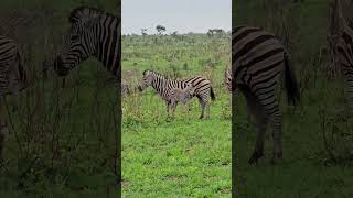 #zebra #baby #shorts #krugersightings