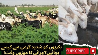 بکریوں کو شدید گرمی سے کیسے بچائیں! چرائی کا موزوں وقت!Grazing in Summer