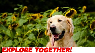 Exploring the World with Two Golden Retrievers!�