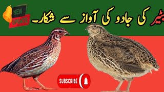 Bater ki awaz||Batair ki awaaz||Quail voice for hunting||Batera voice for hunting||Quail voice.