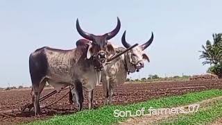 vadhiyara balad//kankrej jamba dhora balad//son_of_farmers_07