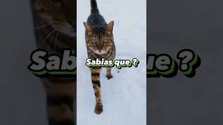 Sabias que esto #viral #new #astrology #animals #shorts #minecraft