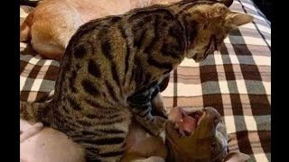 funniest animals new funny cats and dogs videos part 5