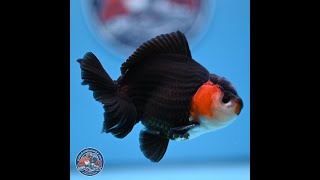 Tricolor Oranda 3.5-4.5 inches (240913_OR12)