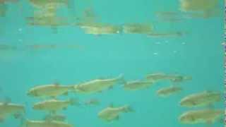 Plitvice lakes Croatia. Underwater life - fish. Music by Lioss Aktavio