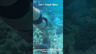 [4K] Don't Touch Nimo / Egypt Hurghada La Casa Beach #shorts #snorkeling #redsea #hurghada #nimo