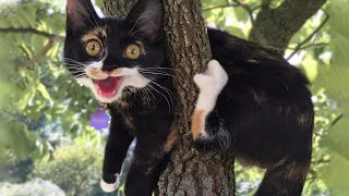 Funniest 😻Cats And Cutest 🐶 Dogs - Try Not To Laugh or Grin - Funny Animal Vines 😂