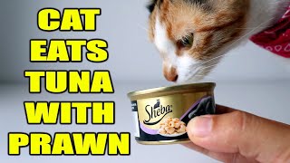 ASMR - Cat Eats Tuna With Prawn