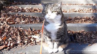 近所の神社でお散歩なねこ。-Maru went for a walk at a nearby shrine.-