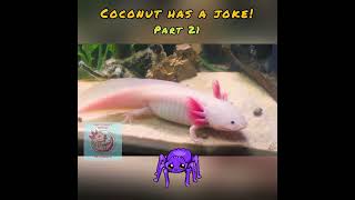 Coconut has a Joke, Part 21! #axolotl #spider #joke #wildlife #animals #aquarium #pets #cute