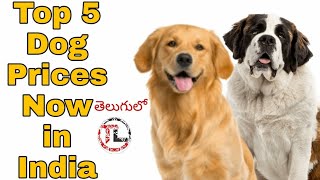 Top 5 Dog Prices In India in Telugu | Taju Logics