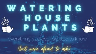 How to water house plants for beginners/overwaterers/underwaterers