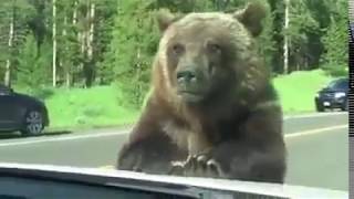 bear attack car on the road