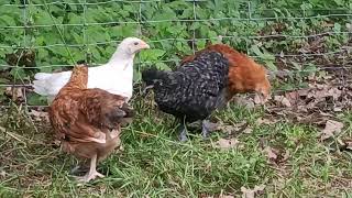 kurczaki/chickens/Hühner