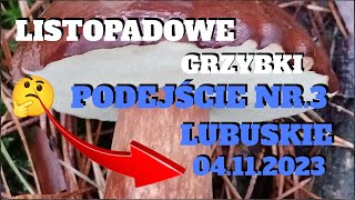 LISTOPADOWE GRZYBKI PODEJŚCIE NR 3 ROK 2023