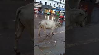 বৃষ্টি ভেজা রাস্তায় গরুর শর্ট ভিডিও ক্লিপ । cow on road in rainy day ।