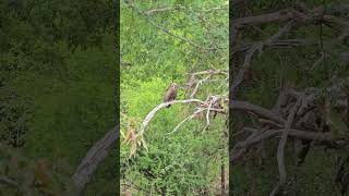 Vultures Kruger National Park #shorts