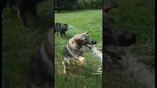 These two #gsd  German shepherds just can't get enough of the water hose.