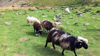 Sheep at Col de Tricot