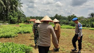 Ketahanan pangan 100 hari presiden Prabowo Polsek Rimbo Bujang Polres tebo Polda jambi