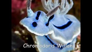 Top 10 Weird Sea Creatures