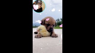 PUPPY sleeps SWEETLY with the CHICK - CÚN CON Và GÀ CON Ngủ Cực Quá Dễ Thương - #Shorts