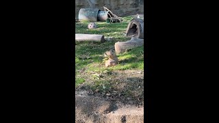 SNACKTIME for the Black-tailed prairie dogs