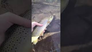 Start of Spring! Browns are getting active! #shorts #subscribe #fish #fishing #river #browntrout