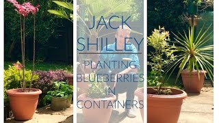 Planting Blueberries in Containers | Jack Shilley