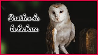 SONIDOS de la LECHUZA (20 Minutos) 🦉🎶🔊