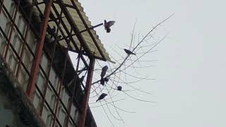 Early in the morning the birds gather at home@ Bukit Awana,Paya Terubong,Penang.