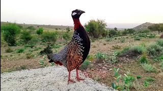 Black francolin voice Kala teetar letes Video 2024 Kala teetar Azad ghomty hue