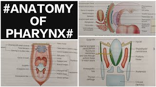 ANATOMY OF PHARYNX  part -2