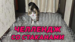 ЧЕЛЛЕНДЖ СО СТАКАНАМИ | Сможет ли кот пройти?