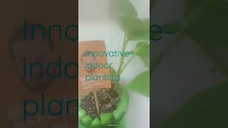 Indoor money plant planting - easy and innovative way, use of plastic bottle, rope,etc.