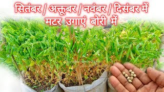 अकतूबर मे मटर उगायें आसानी से ( Seed To Harvesting ) How To Grow Peas at Home