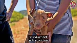 Outreach Episode 1: Kennels, Chains & Distemper Scares!