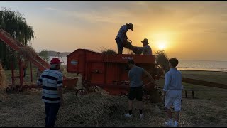 LA BATTITURA DEL GRANO A FERMO