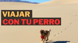 CÓMO VIAJAR CON TU PERRO EN CARRO PARA UN LARGO VIAJE